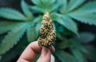 6 Different Ways You Can Buy Cannabis Products