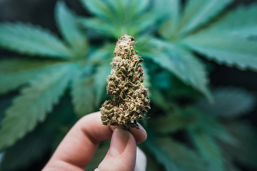 6 Different Ways You Can Buy Cannabis Products weed. light leaks hemp marijuana CBD, grow marijuana leaves on light, cultivation cannabis, marijuana legalization