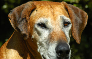 Squirrel Hides Nut In Dog’s Fur