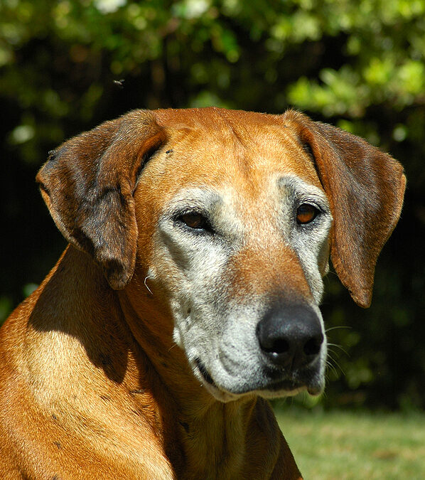 7 Ways to Make Your Home More Comfortable for Your Senior Dog