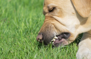 How to Stop Your Dog from Eating Grass Frantically?