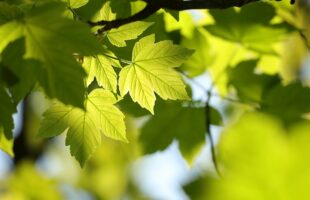 The Best Trees to Plant in St Louis MO
