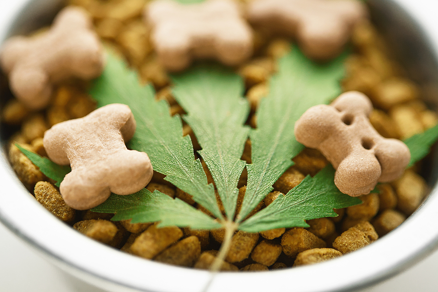 When Do You Know If It’s Time to Introduce CBD to Your Senior Pet