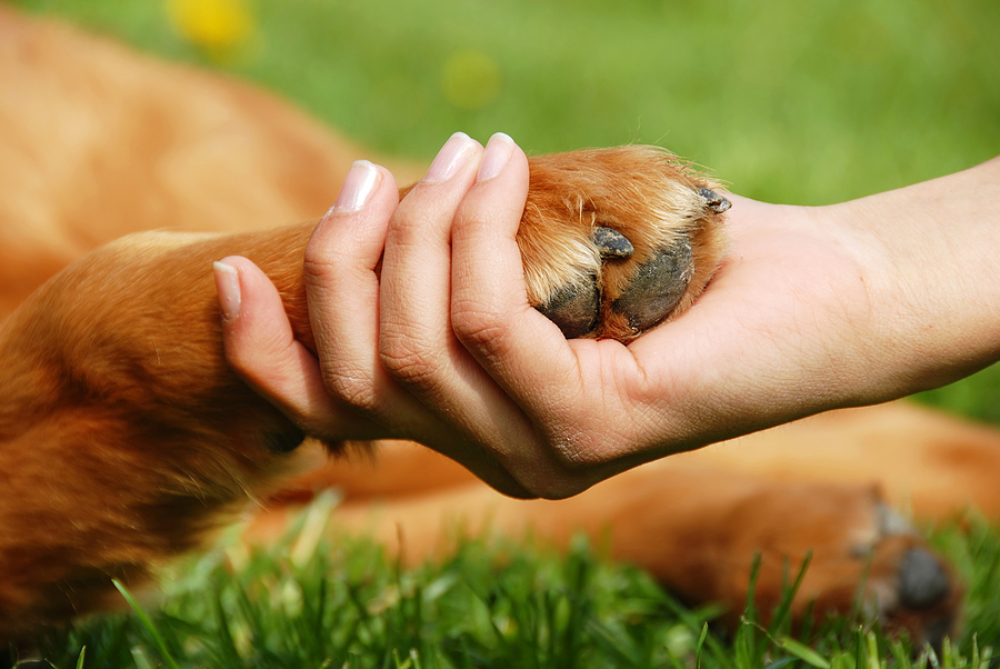 How to protect your dog’s paws for the winter