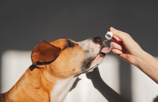 How Supplements Can Keep Your Pet Healthy & Thriving