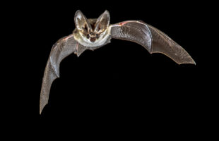 Best Ways to Get Rid of Bats from Your Home in Pearl, MS