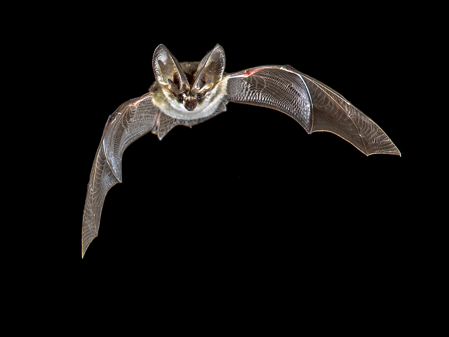 Best Ways to Get Rid of Bats from Your Home in Pearl, MS Flying Bat Isolated On Black Background. The Grey Long-eared Bat