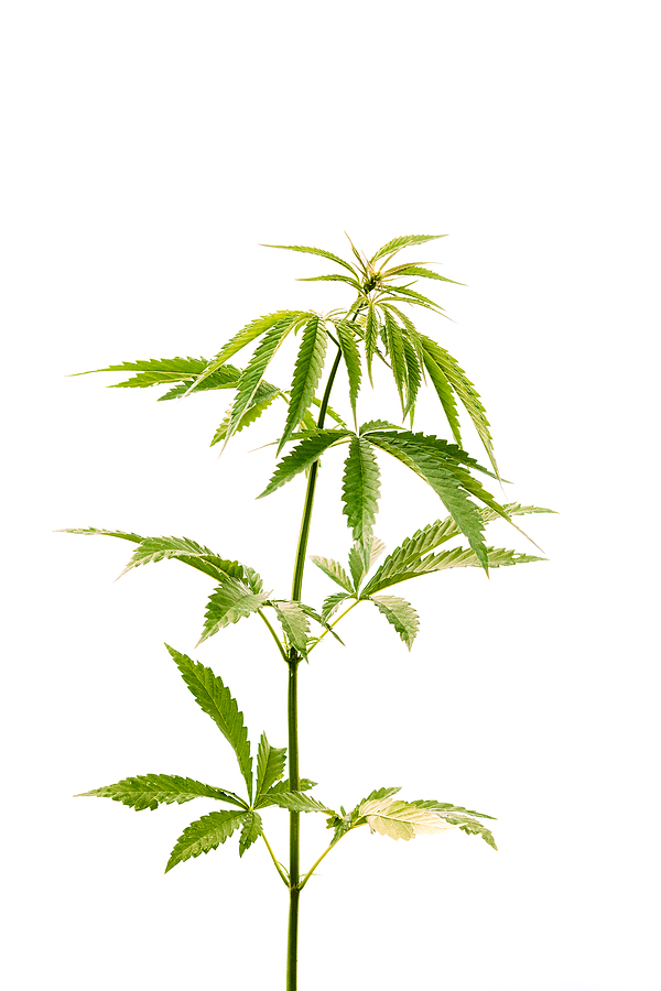 The Biggest Benefits of Delta 8 Legal Green Marijuana Cannabis Sprout At White Background. Isola