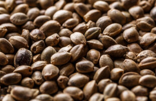 How to Buy Marijuana Seeds on a Budget