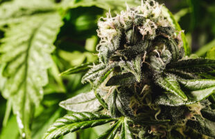 Why Are People Choosing THC-O Flower Over Other THC-O Products?