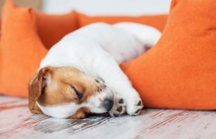 Reasons to Choose a Comfy Dog Bed to Calm Your Pet    
