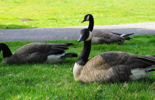 Expert Tips to Get Rid of Geese on Your Property