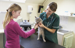 10 Ways Pet Insurance Can Make Life Easier