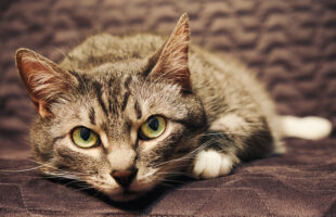 9 Pet-friendly Interior Design Tips