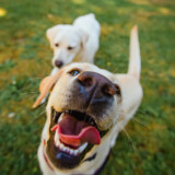 Dog Rings