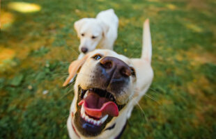 If You Have A Dog, You’re Gonna Want On Of These Dog Rings