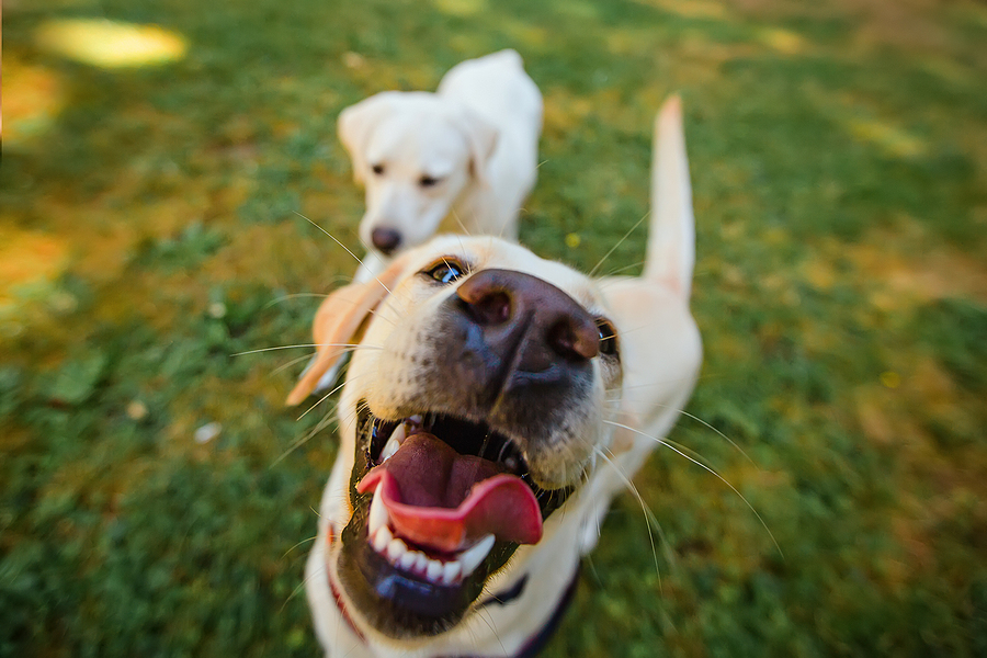 Have You Tried A Doggy Day Care? Dog Boarding In Coquitlam, BC