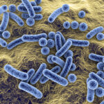 Bacteria of different shapes, rod-shaped bacteria and cocci, human microbiome, human pathogenic bacteria, 3D illustration