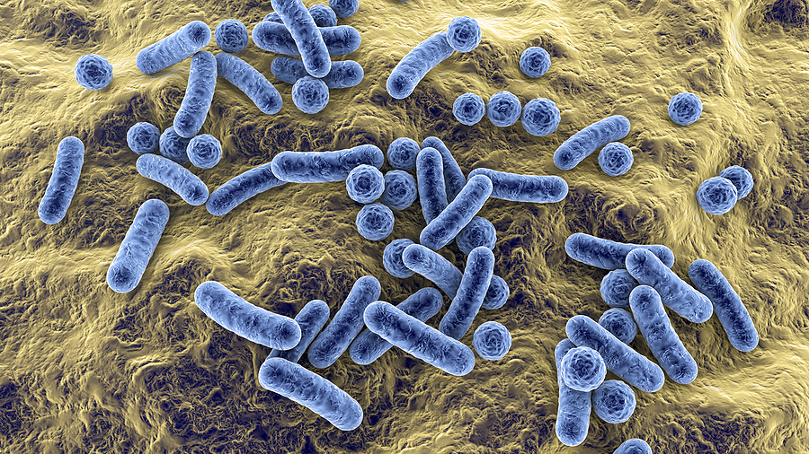 Why You Should Consider a Gut Bacteria Test for Better Wellness