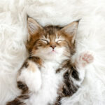 Gray Striped Kitten Sleeping. Kitty Sleeping on a Fur White Blanket. Concept of Adorable Cat Pets.