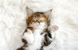 Watch As A Kitten Disappears Into The Rug When She Lies Down