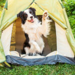 Outdoor Portrait Of Cute Funny Puppy Dog Border Collie Sitting I