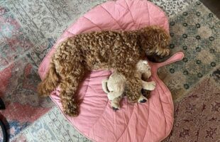 What Gifts are an Awesome Idea for a Puppy Dog