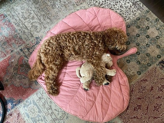 What Gifts are an Awesome Idea for a Puppy Dog