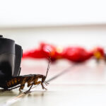 American cockroach, American Periplaneta, messy children's room. Pest concept indoors, pest control