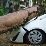 3 Ways to Protect Your Car from Weather Damage Image of a big tree that fell on a white car by strong wind storm, Insurance disaster or car accident concept. Assureance risk and destruction damage.
