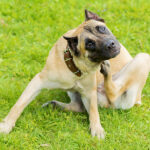 Pedigree Young Dog Cane Corso Itching Scratching Himself And Bit