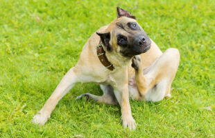 How Colloidal Silver Can Help Ear Infections in Dogs