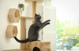 Super Mario Piranha Plant Cat Tree