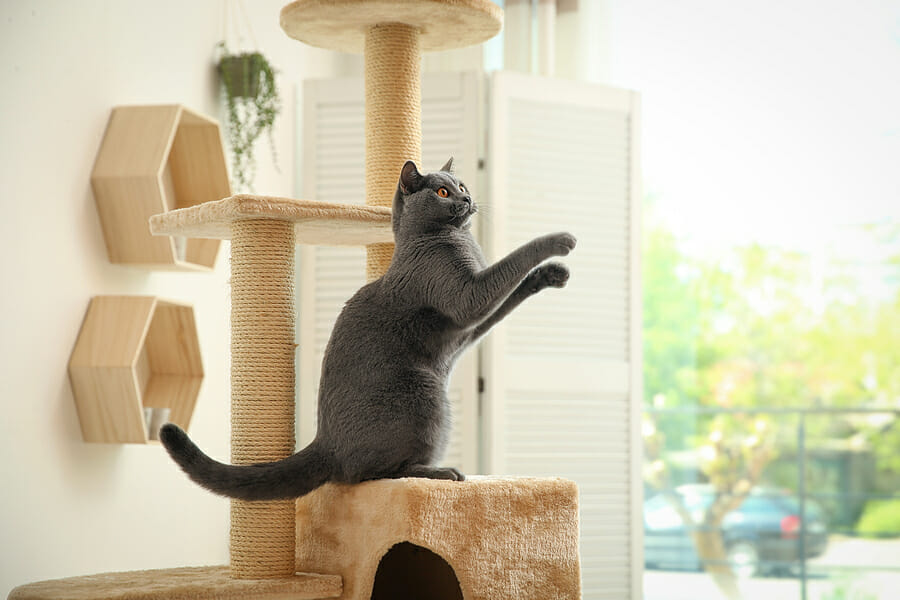 Your Cat Will Be Jealous Of This House Made Just For Kitties