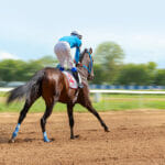 Galloping race horse in racing competition. Jockey on racing horse. Sport. Champion. Hippodrome. Equestrian. Derby. Speed