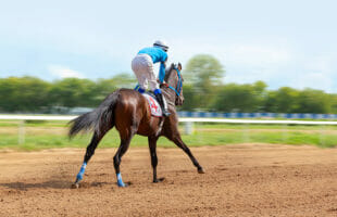 The Hardest-Working Racing Horse, Beverly Park, on the Way to the 30th Star of the Season