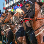 Horse racing horses jockeys close up animals heads exit out start gates for the race .