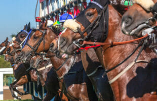 Three Horses That Could Be the Stars of the 2024 Cheltenham Festival