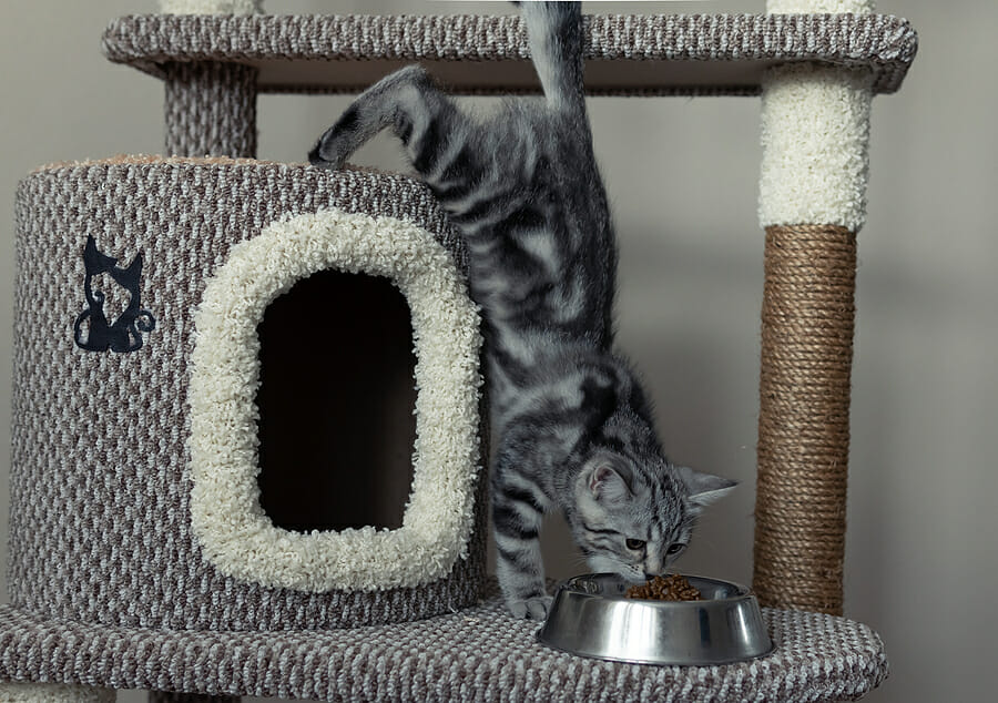Why Do Cats Love Cat Trees? – 10 Types of Cat Trees