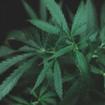 Large Leaves Of Marijuana On A Black Background. Growing Medical