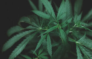 The Ultimate Guide to Identifying High Quality Weed Seeds for Successful Cultivation