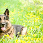 6 Things You Need to Know About German Shepherds Before Adopting One German Shepherd on the meadow with dandelions