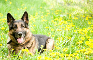 6 Things You Need to Know About German Shepherds Before Adopting One