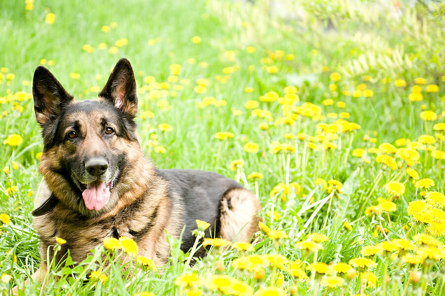 6 Things You Need to Know About German Shepherds Before Adopting One