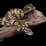 How can you tell if your pet ball python is happy? Baby Ball Or Royal Python, Firefly Morph, On A Piece Of Wood