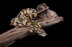 How can you tell if your pet ball python is happy?