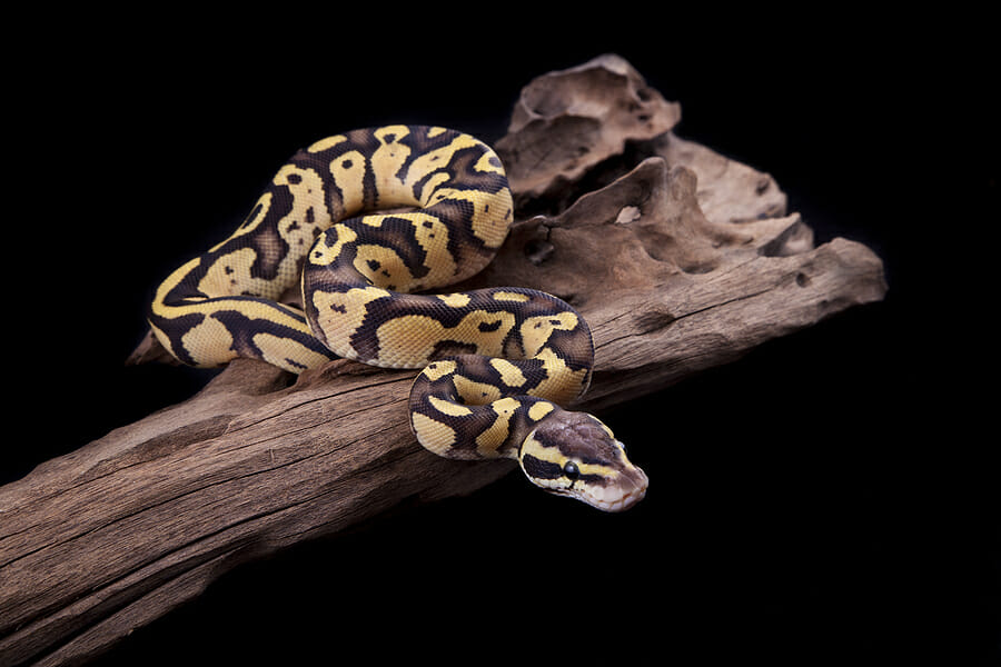 How can you tell if your pet ball python is happy?