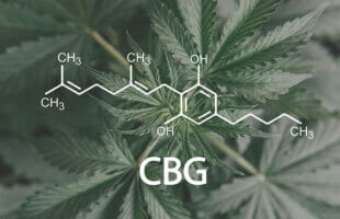 What is CBG, and How is it Different from CBD?