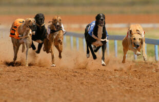 The defining moments in Patrick Janssens’ sensational rise to the fore of British greyhound racing