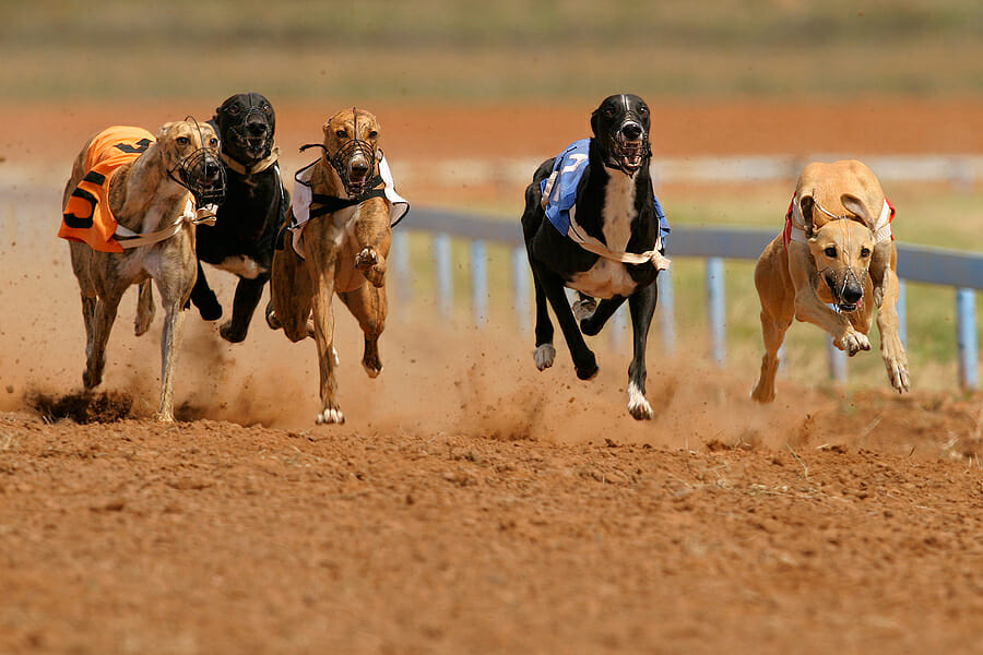 The defining moments in Patrick Janssens’ sensational rise to the fore of British greyhound racing